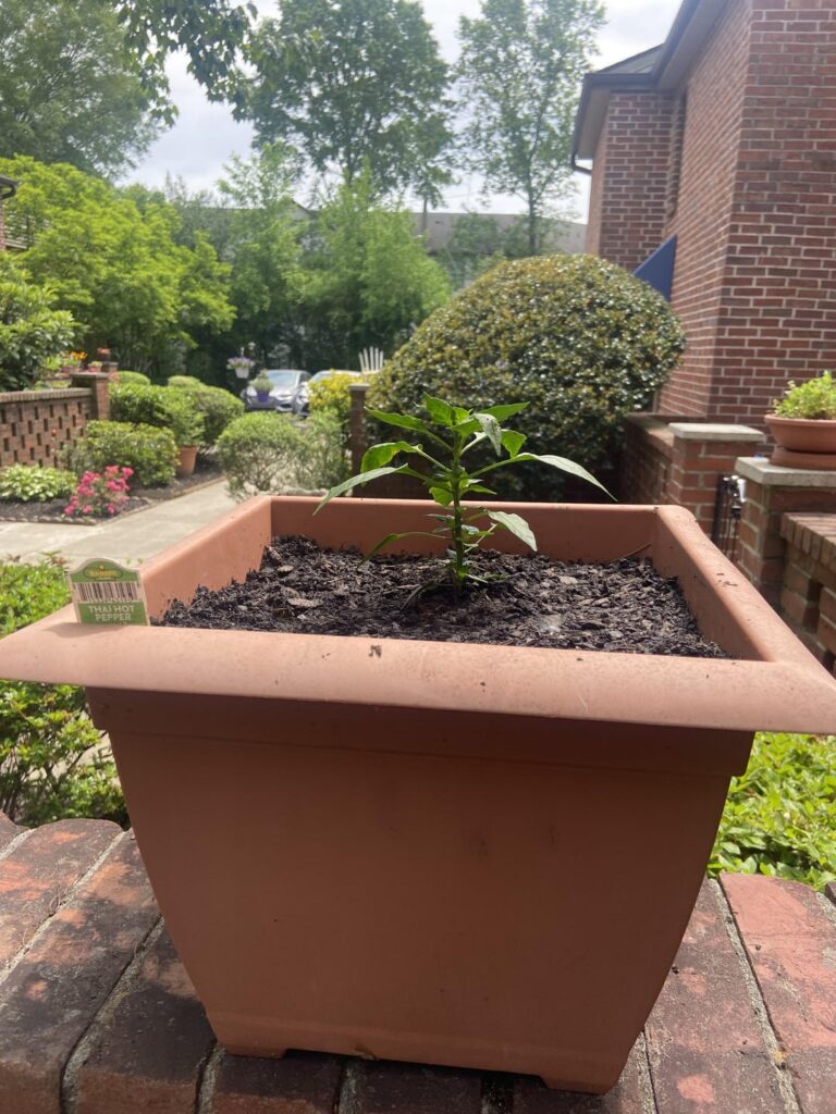 I bought this Thai Chili plant on April 28th(first pic). Showing growth to today(second pic).