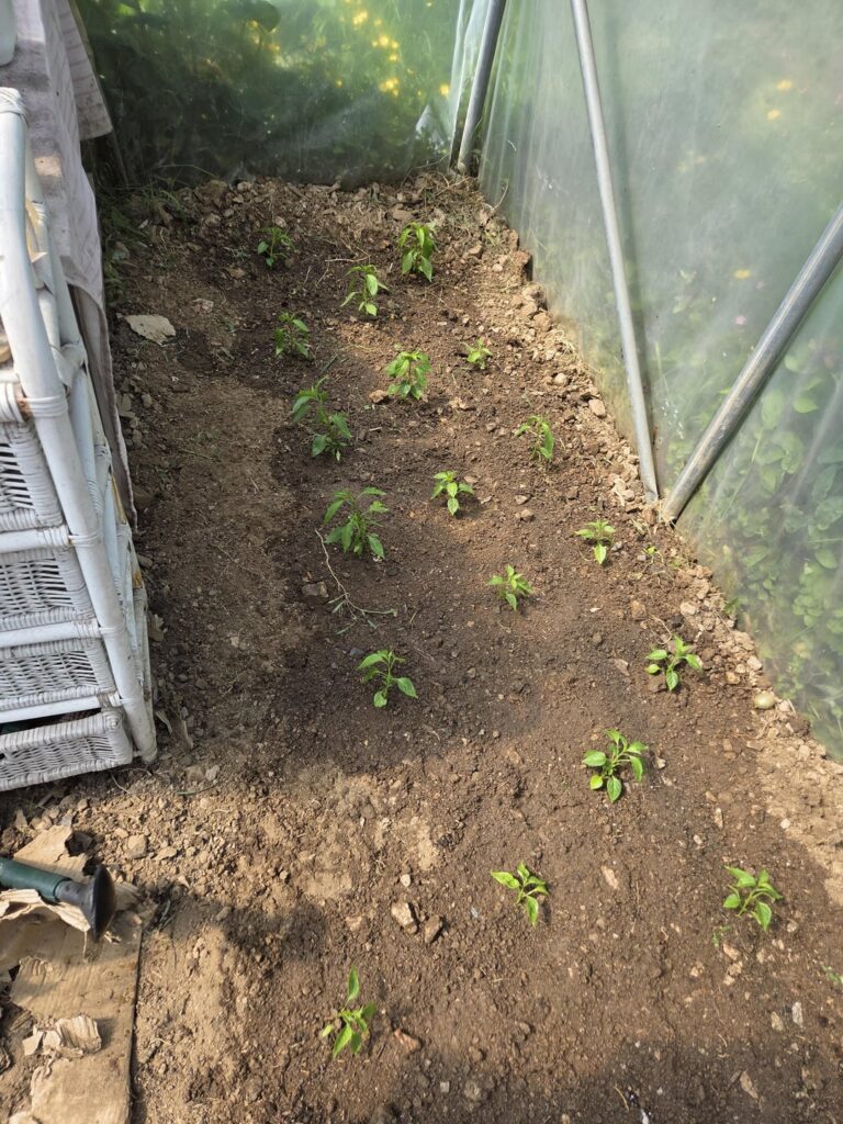 They're in the ground