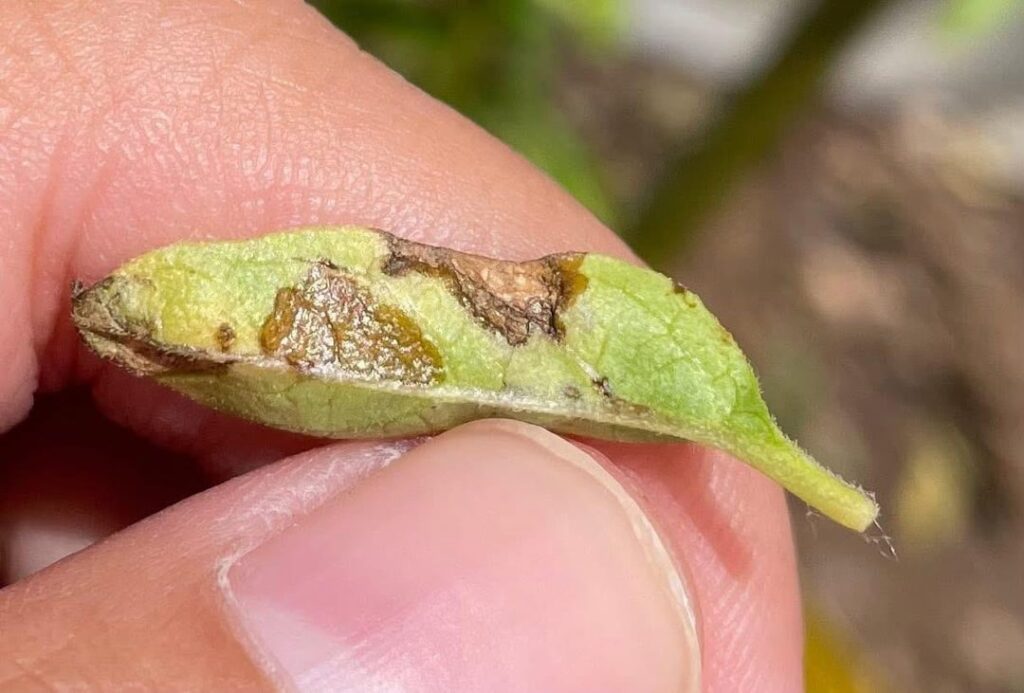 what's going on with the leaves? :(