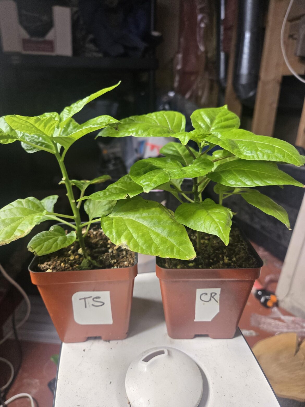 Trinidad scorpion and Carolina reaper