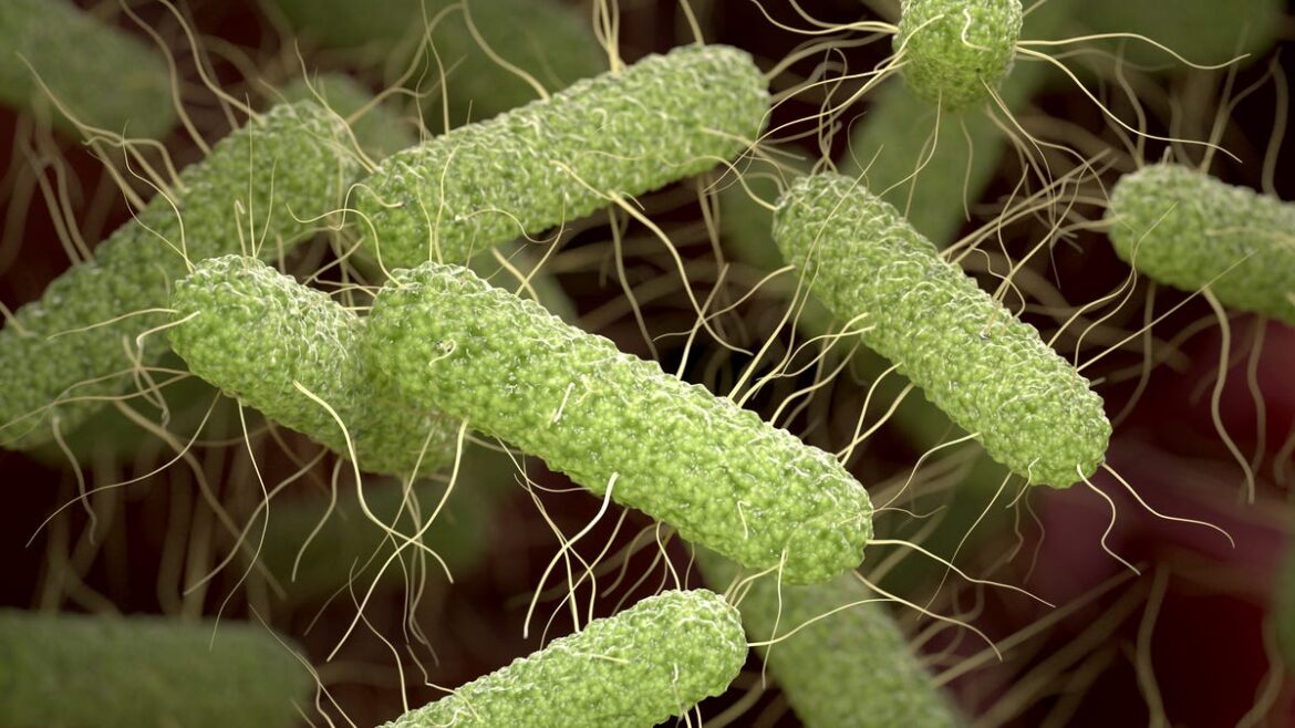 Mediterranean restaurant in San Diego sued over salmonella outbreak Mediterranean restaurant in San Diego sued over salmonella outbreak