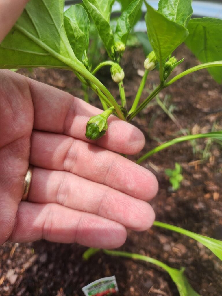 State of the peppers