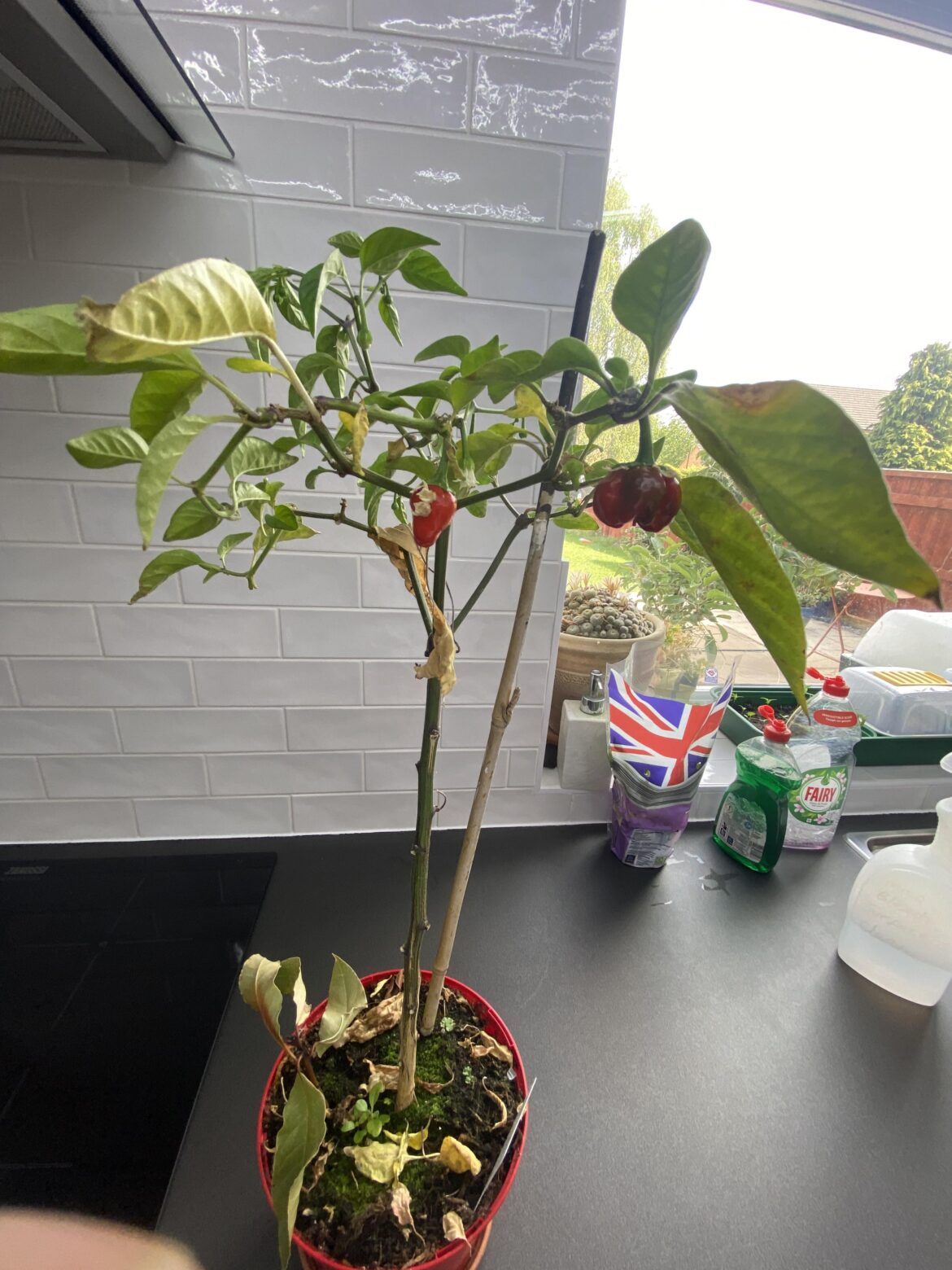 My 18 month old Scotch Bonnet plant is back in flower