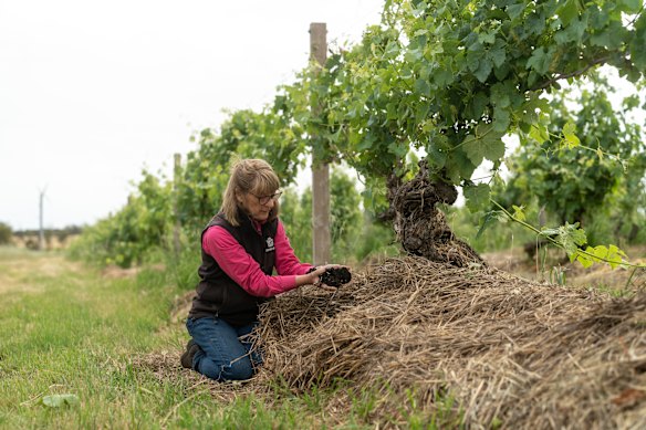 Henschke, Eden Valley, SA.