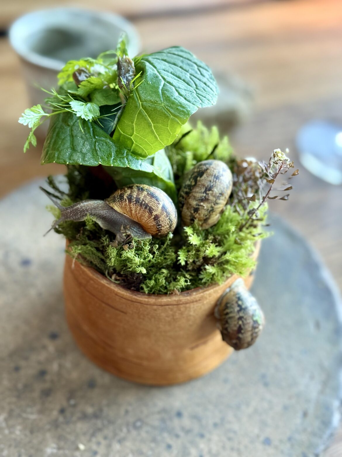 A garden with snails and everything as a plate