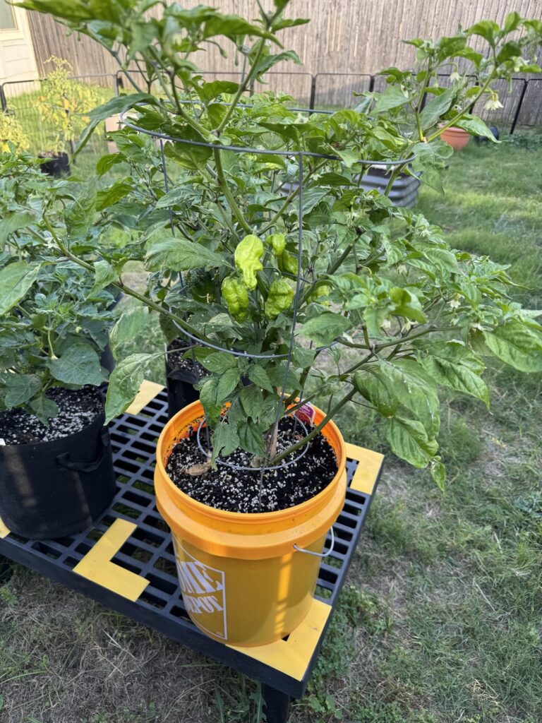 Pepper heads Pepper heads