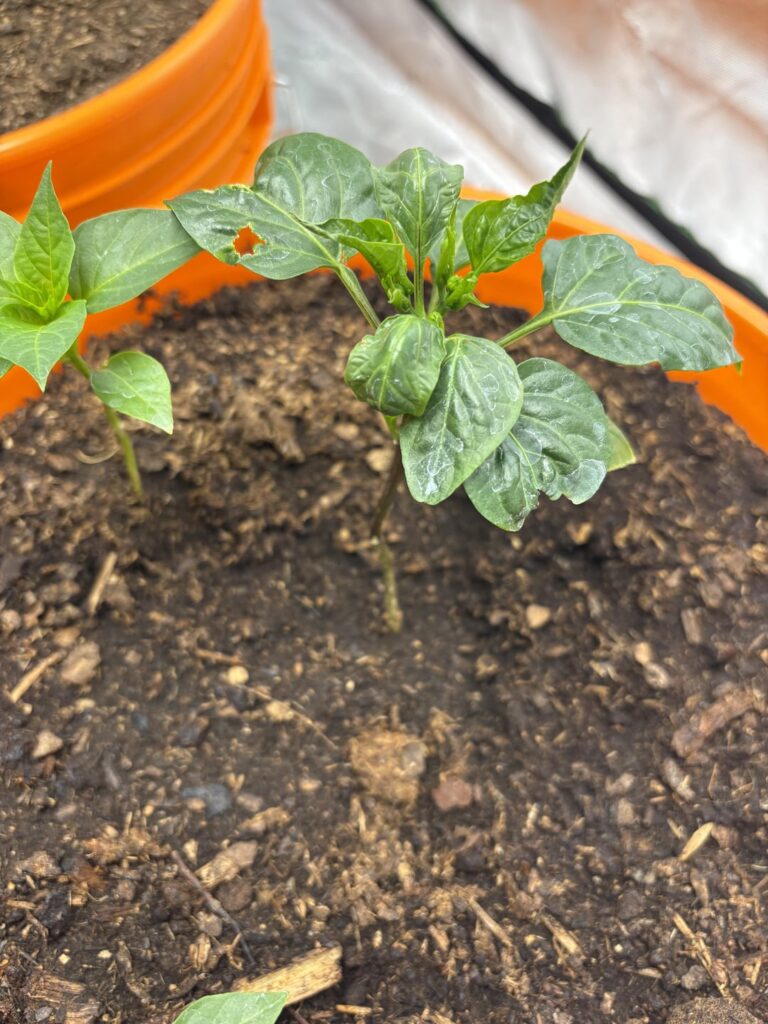 I should pinch the buds off right??