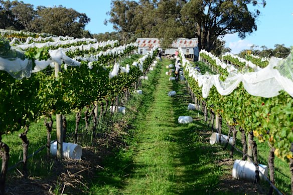Bindi Wines, Macedon Ranges, Vic.