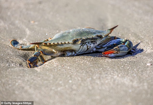 Shellfish wholesalers say the huge influx has resulted in swingeing cuts to restaurant orders, leaving chefs scrambling to keep their kitchens stocked. Pictured: Stock image