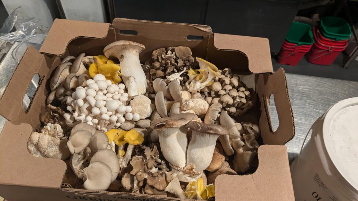 Chef got that good shit today