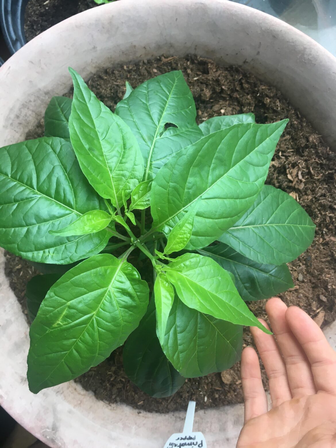 Golden primotalii looking gorgeous