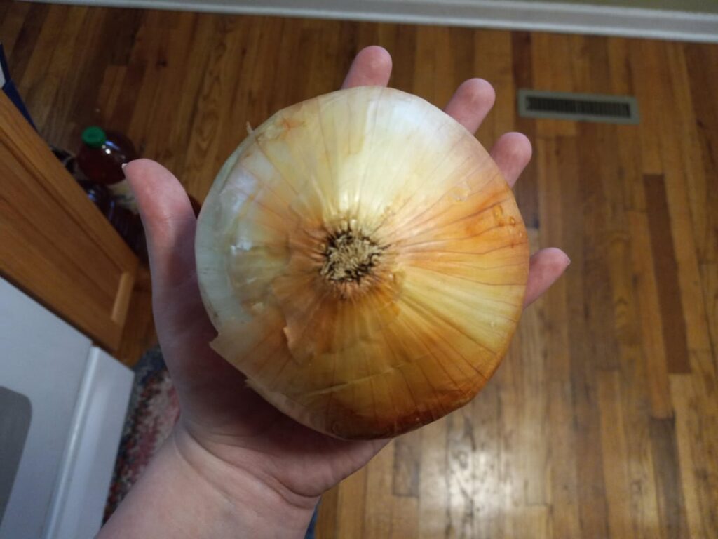 Another giant onion for your viewing pleasure