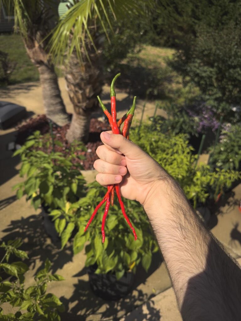 Thunder Mountain Longhorns!