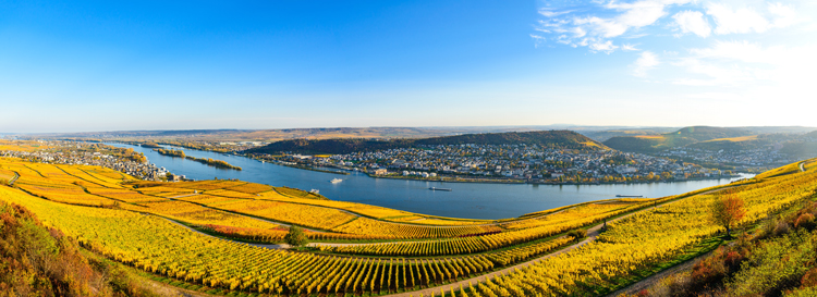 Vines in the Rheingau with a view of the Rhine. The towns: Ruedesheim in the background on the left, Bingen opposite. photo credit: Mikalai Zastsenski - Adobestock