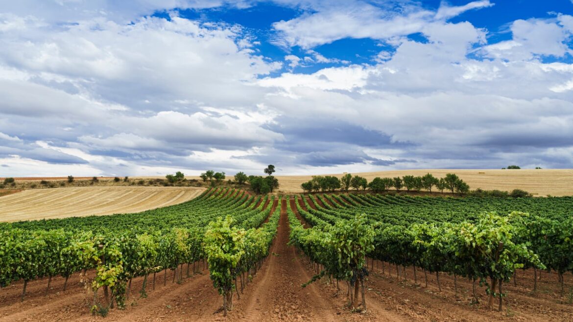 It’s not kiwi or apples: This is the most cultivated fruit grown in New Zealand