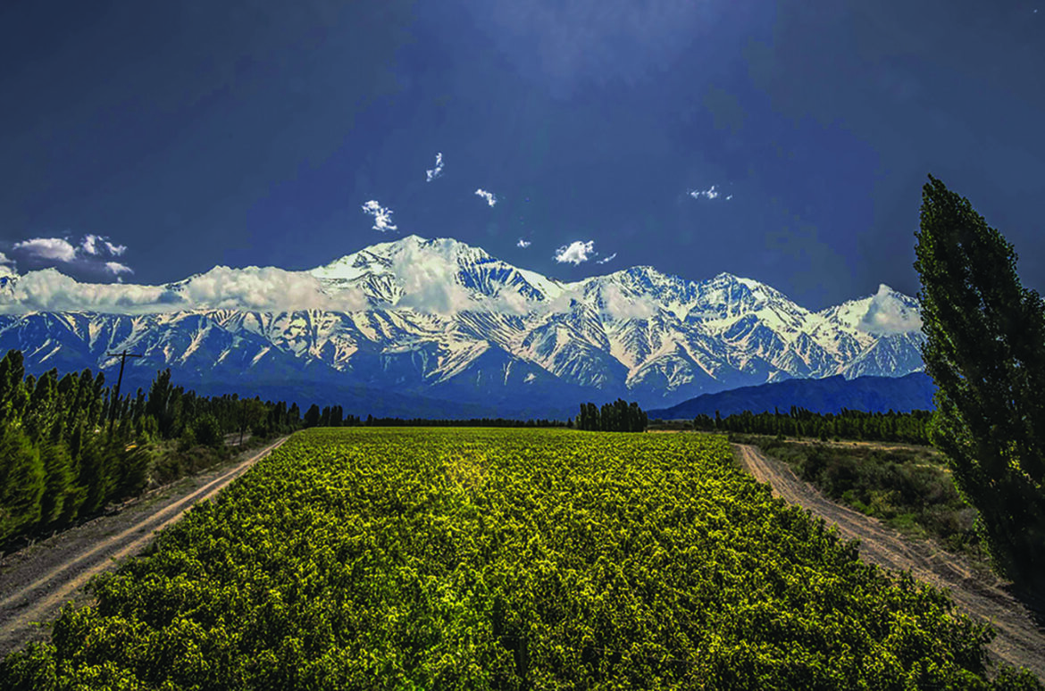 Argentina: A vine resource for the wine world? Argentina: A vine resource for the wine world?