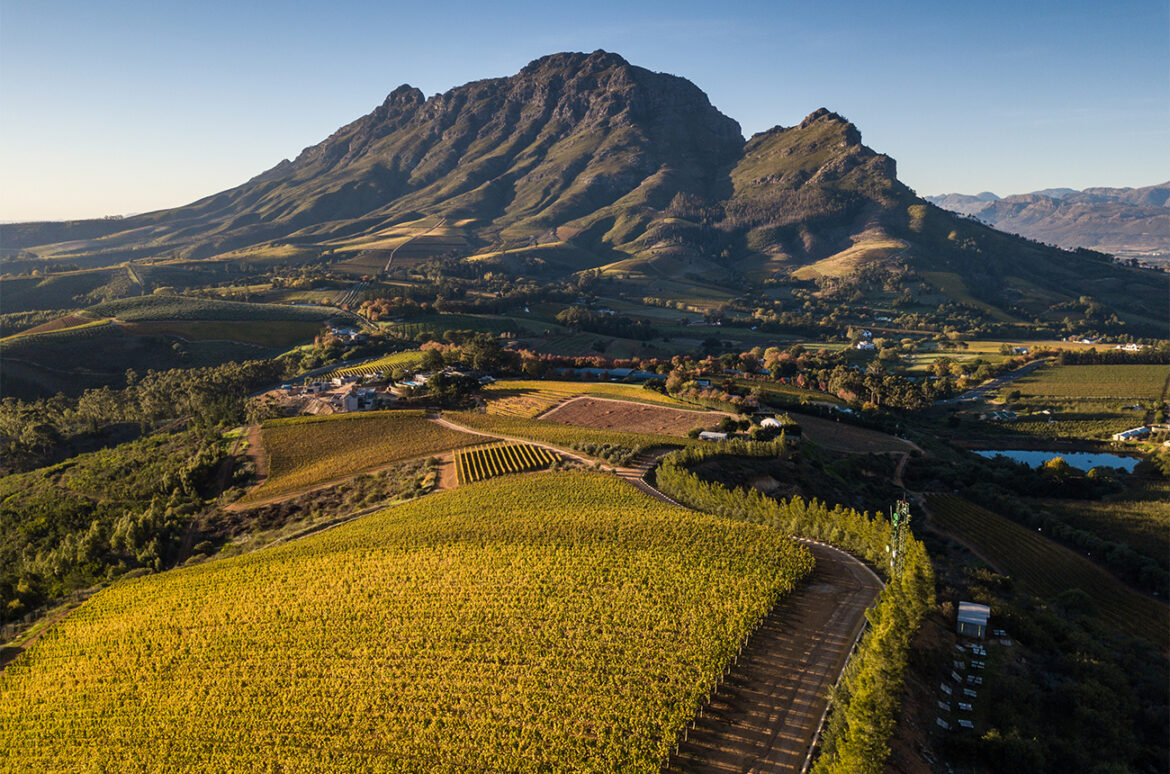 Stars of Stellenbosch: Top South African wines unveiled Stars of Stellenbosch: Top South African wines unveiled