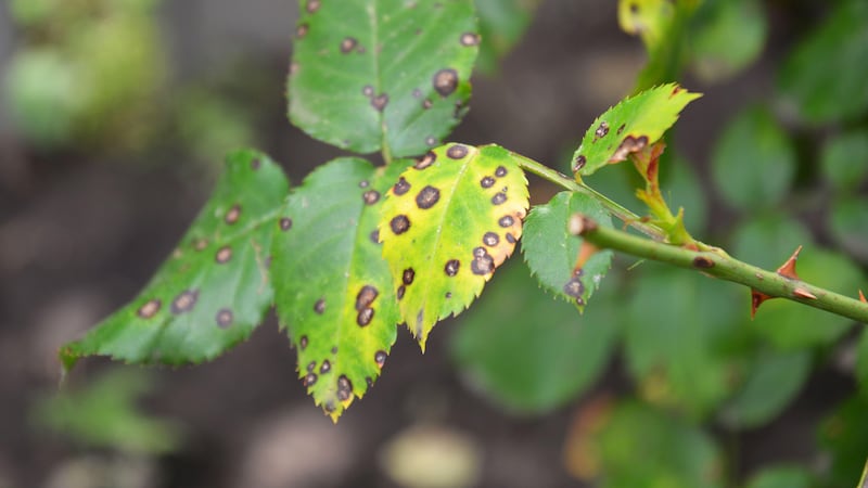 How to treat black spot on your roses