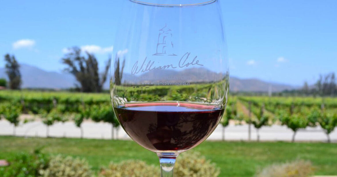 Wine Tours in Chile from the perspective of Brazilian tourists