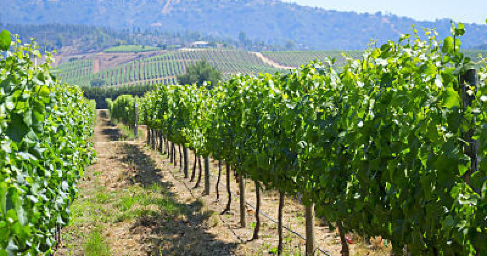 Valle de Casablanca