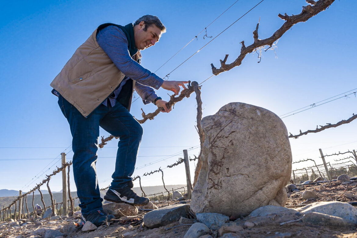 Chile's new wave white wines