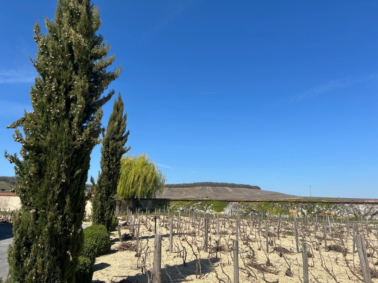 Vines_Fourny Estate Vertus.jpeg