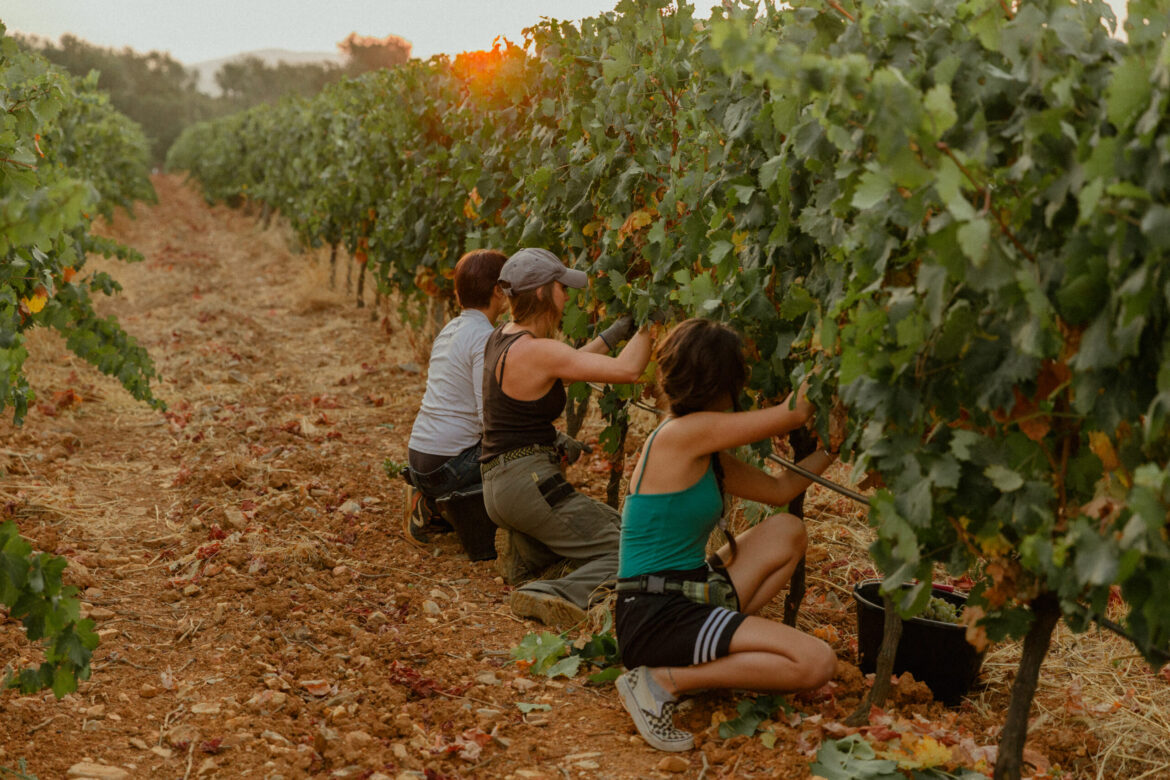 Château Galoupet Rosé: a gem from the French Riviera Harvesting at Château Galoupet