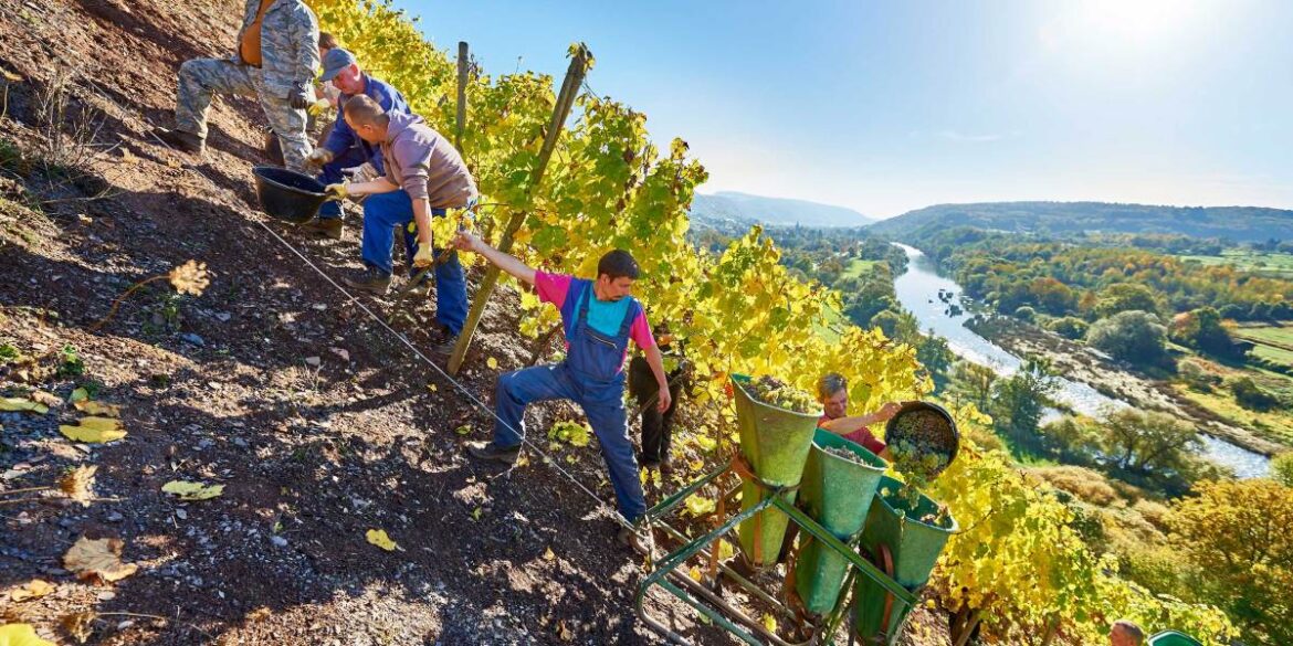 German Winemakers Are Hoping for a Revival With a Return to Drier Wines