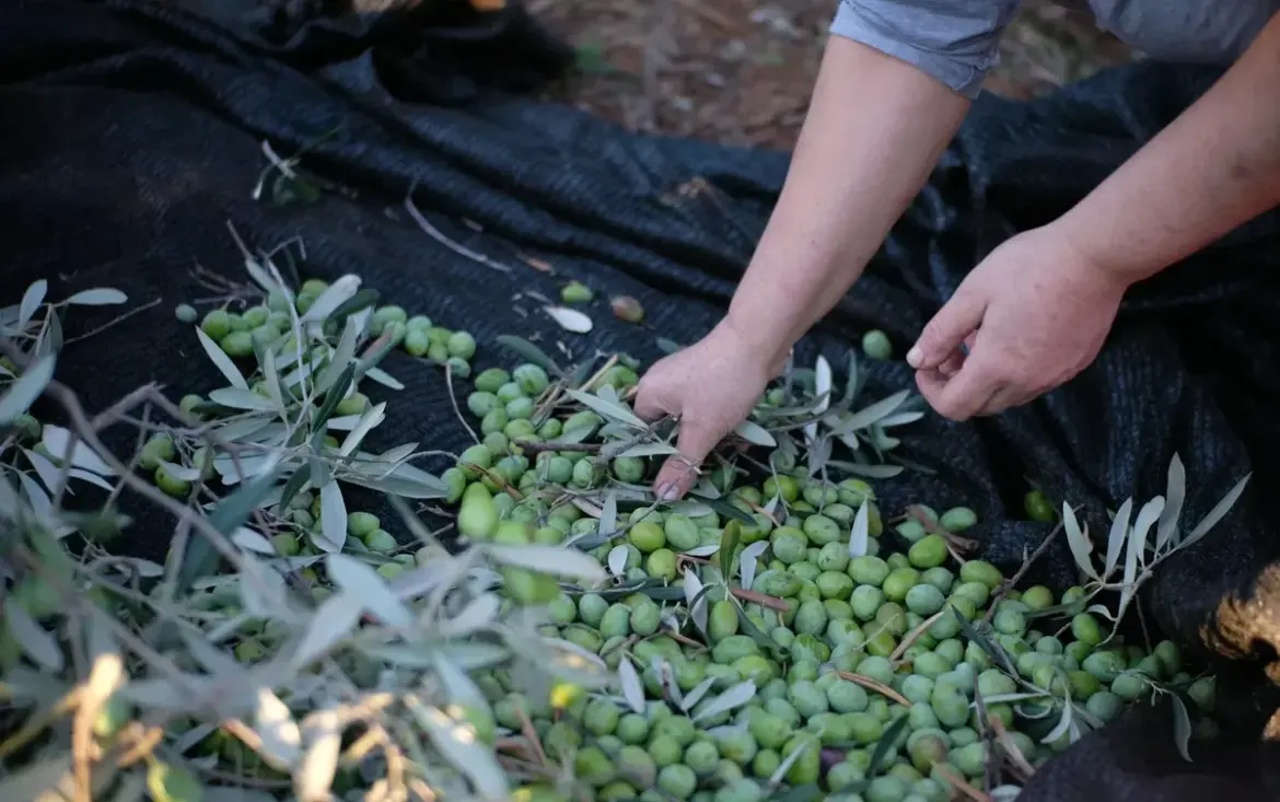 Portugal’s olive oil exports top €1 billion « Euro Weekly News