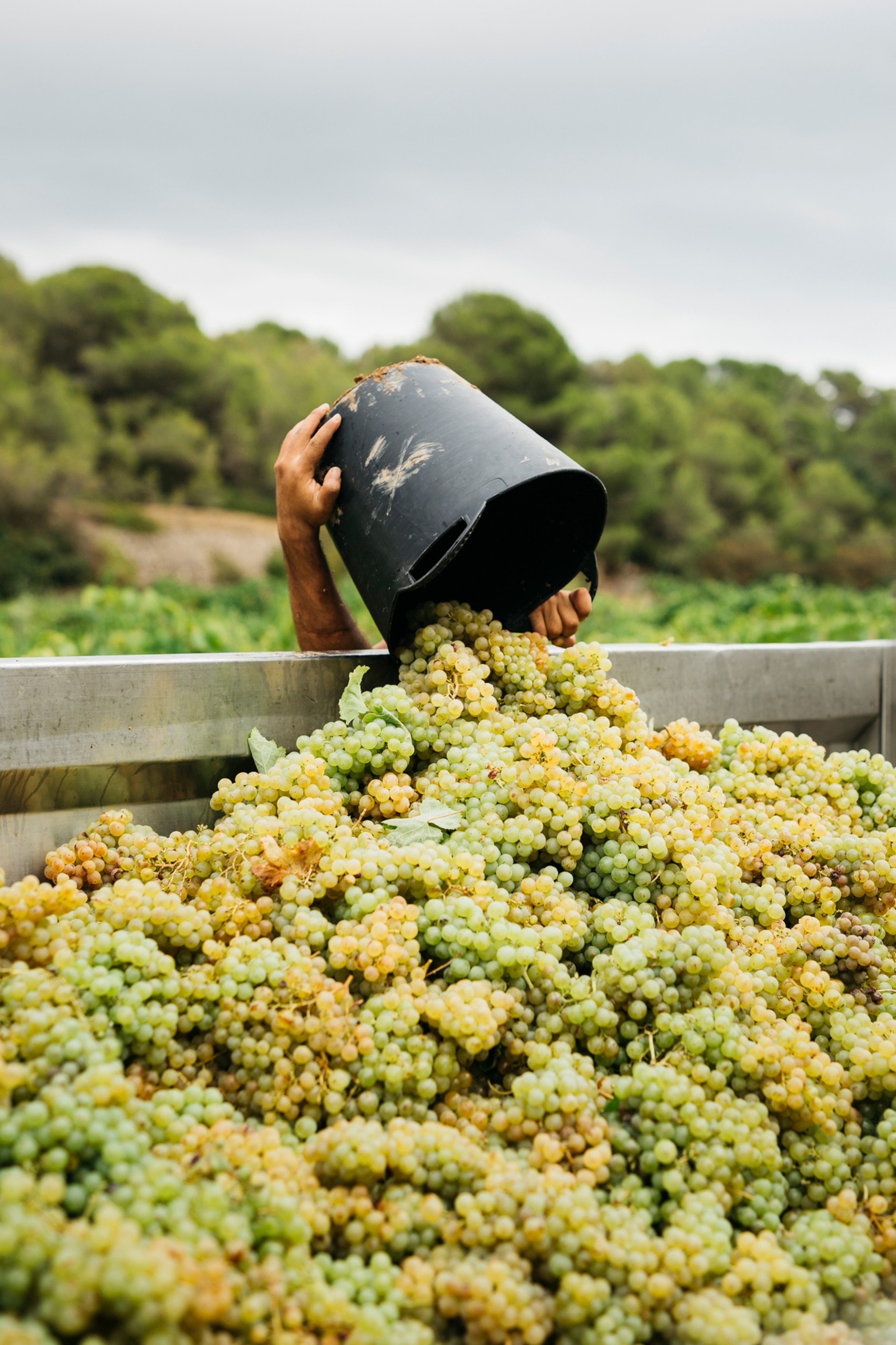 Worker pouring a bucket full of white grapes in the tractor trailer
