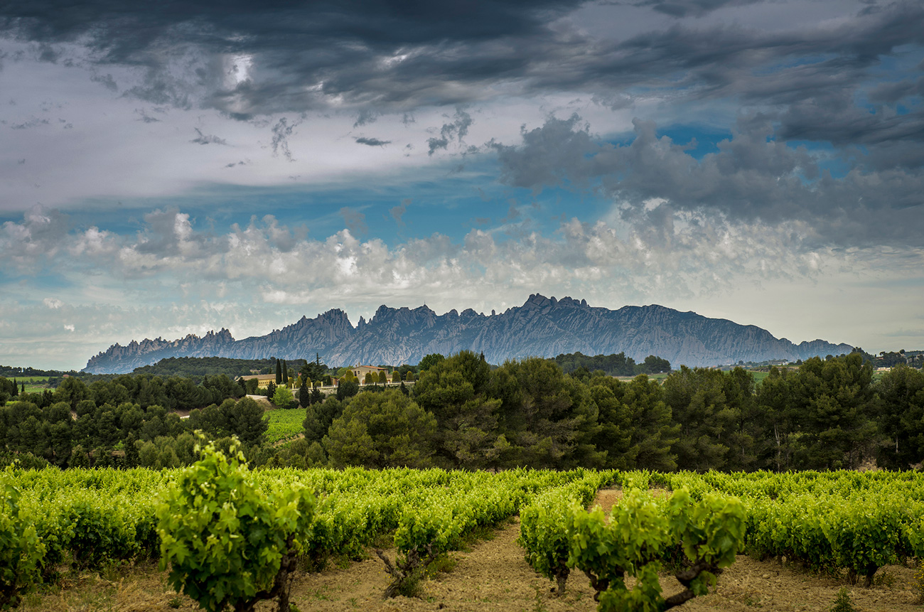 Juvé & Camps vineyards and estate with mountains in the background