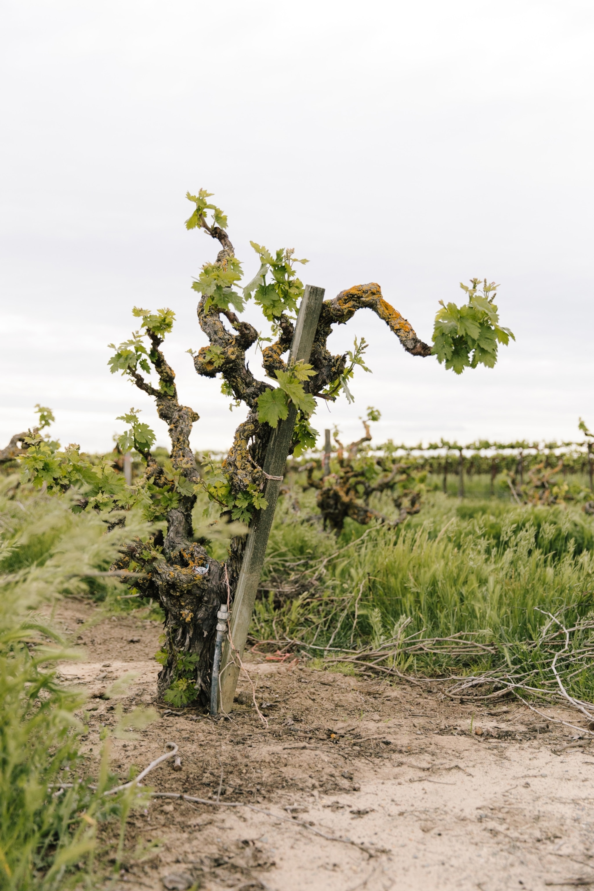 twisted old grapevine on the edge of a vineyard