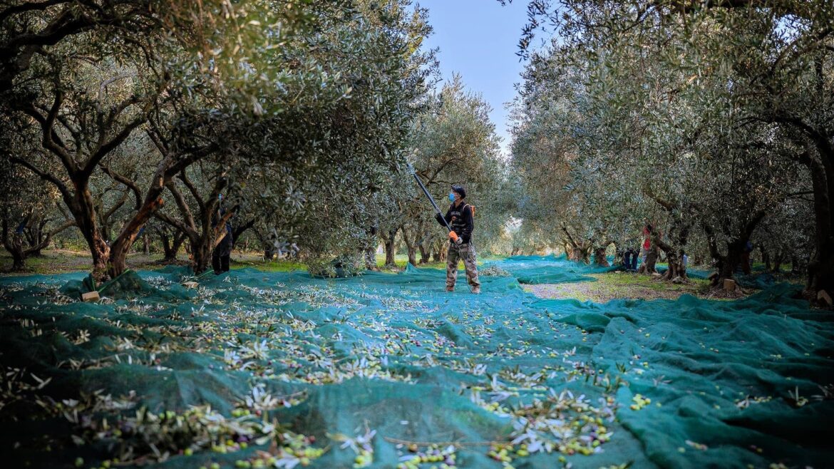 French Producers Celebrate Superb Showing at NYIOOC Olive Oil Times