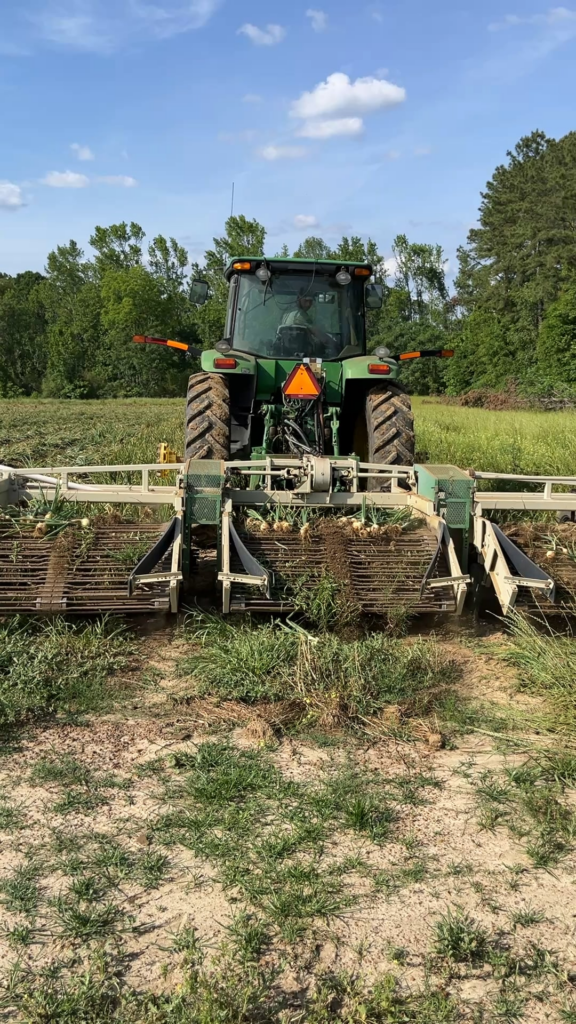 I walked behind our tractor while we dig/harvested  our Vidalia onions; yes the song I added is corny 😅