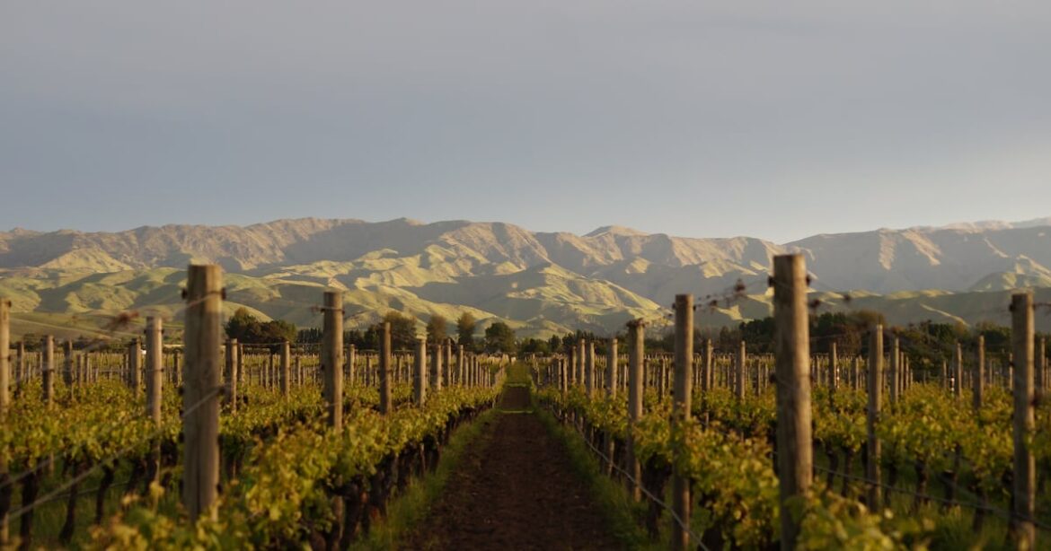 New Zealand’s wine industry: sustainability pioneers