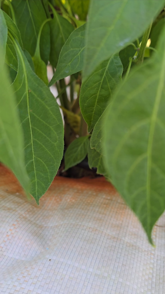 Aji mango from last season, this plant did not disappoint. Makes some hot sauces full of flavor.
