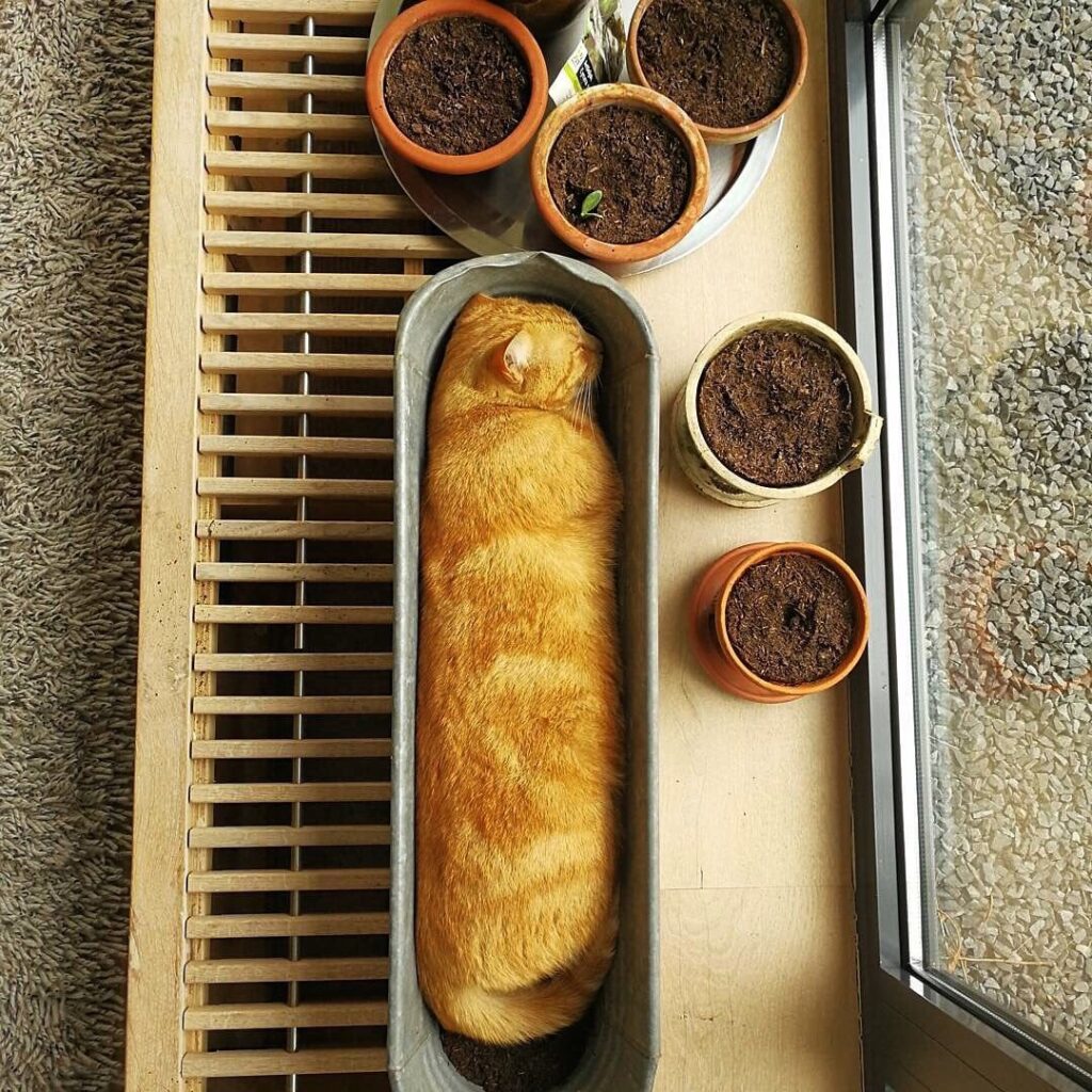 Cat Baguette