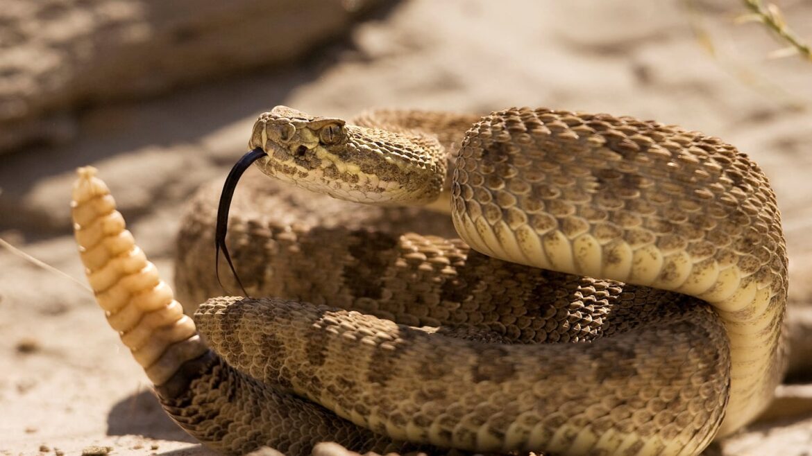 We planted this fruit tree all over the country and it turns out to be a snake magnet in the summer