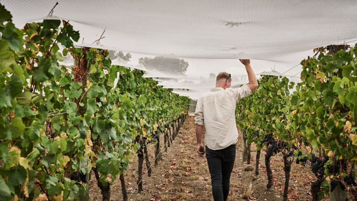 On The Up: Felton Road named top winery for 2025, wins second year in a row