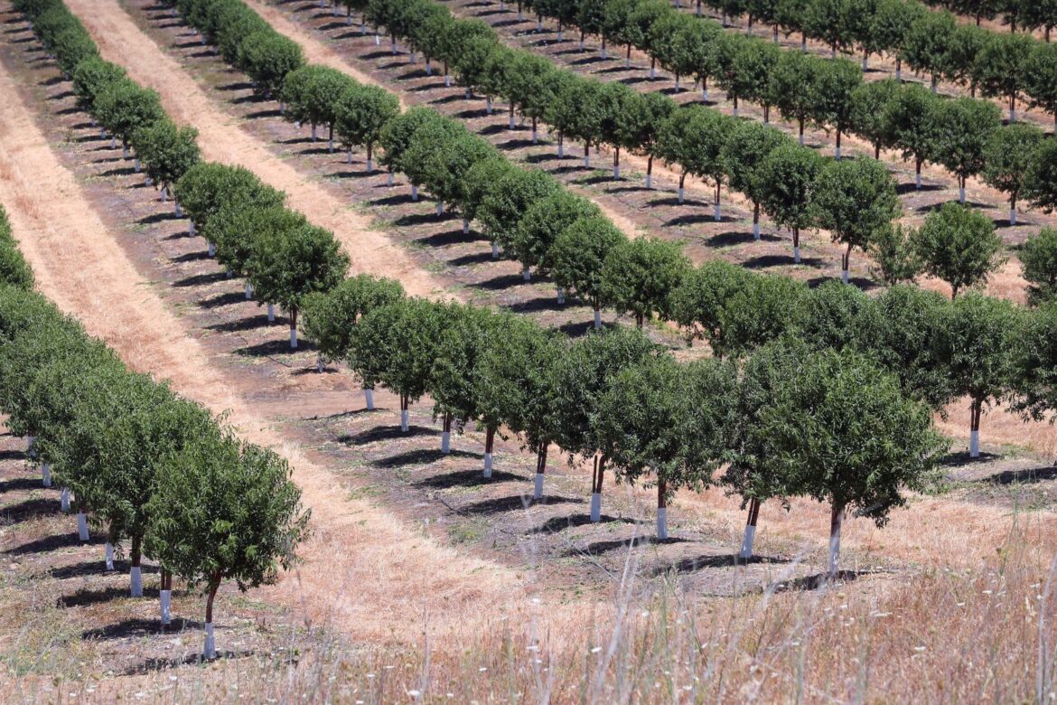 Olive oil price drops 36% Portugal exports €1 billion in olive oil