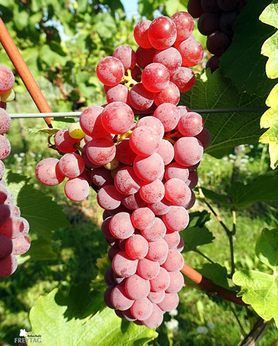 Souvignier Gris. photo credit: Rebschule Freytag