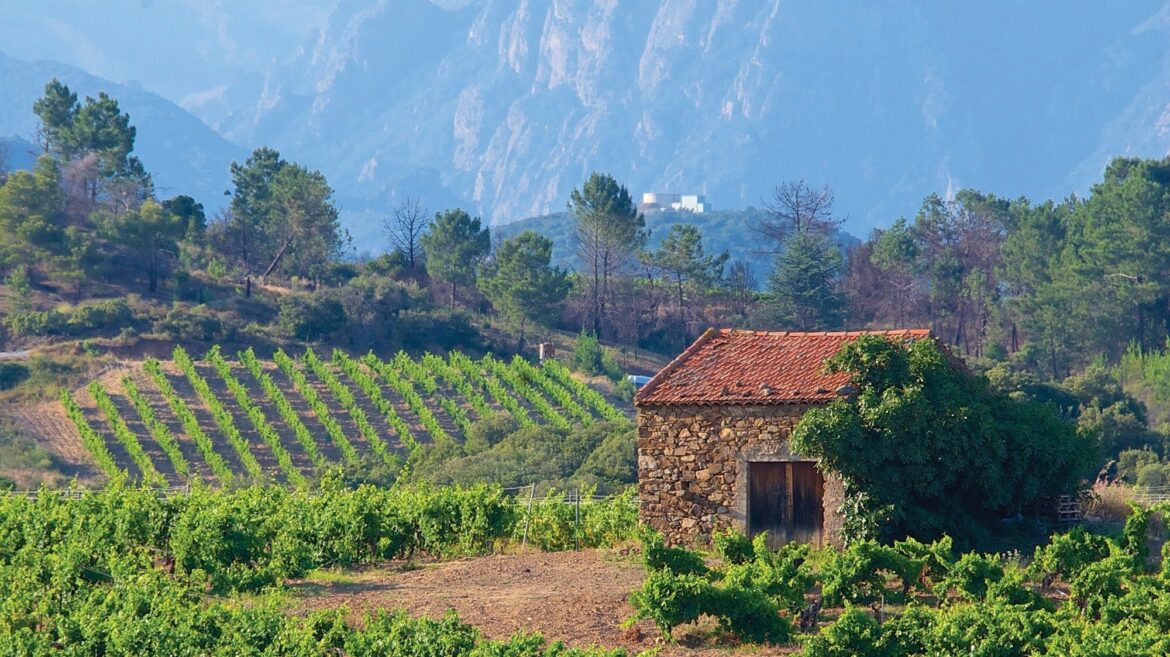 Discovering the Hidden Treasures of Languedoc A stone building with a red roof stands amid a lush vineyard, offering curated wines from Southern France. Surrounded by trees and hills, with misty mountains in the background, it's the perfect setting for a charcuterie picnic.
