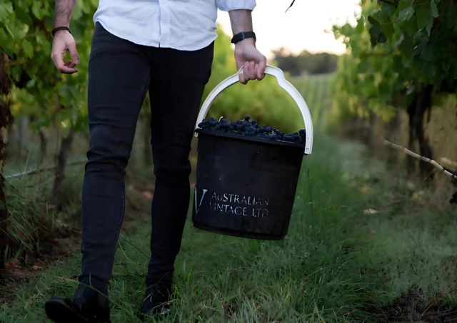 Australian Vintage vineyard, grape picking: Australian Vintage has revised its financial forecast, projecting a $AU13 million cash outflow instead of breaking even as previously expected. The update reflects ongoing challenges in the wine industry, including global oversupply and faltering demand.