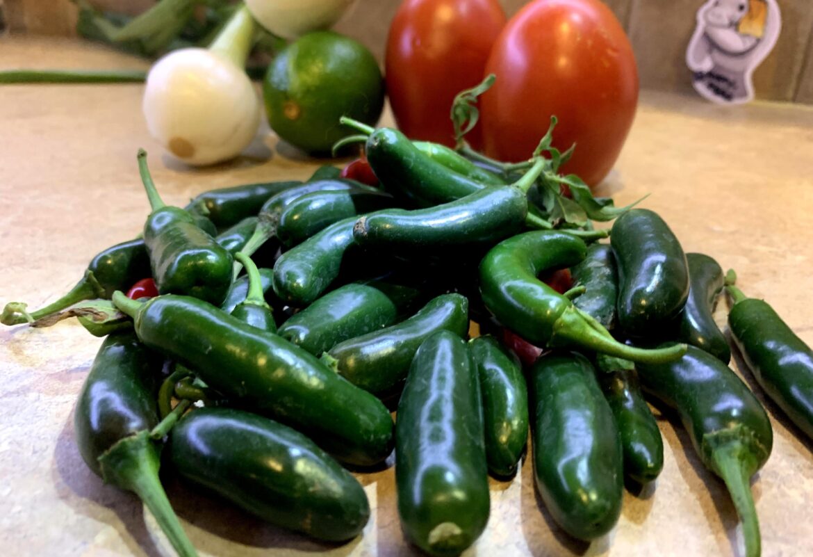 I Planted A Serrano Seedling About Six Months Ago. I Havent Had To Buy Serranos For Over Two Months.