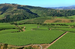Viña Leyda's El Maitén vineyards in the Leyda Valley, Chile