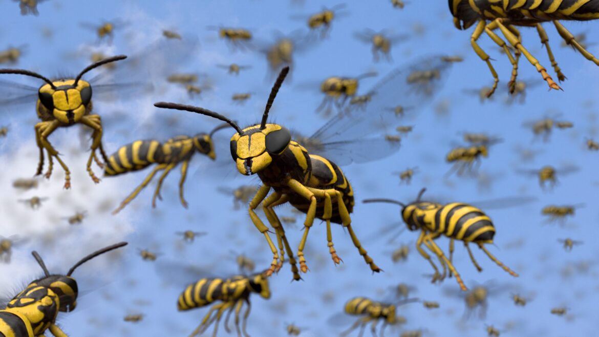South African wine producer drone-drops wasps on vineyard South African wine producer drone-drops wasps on vineyard