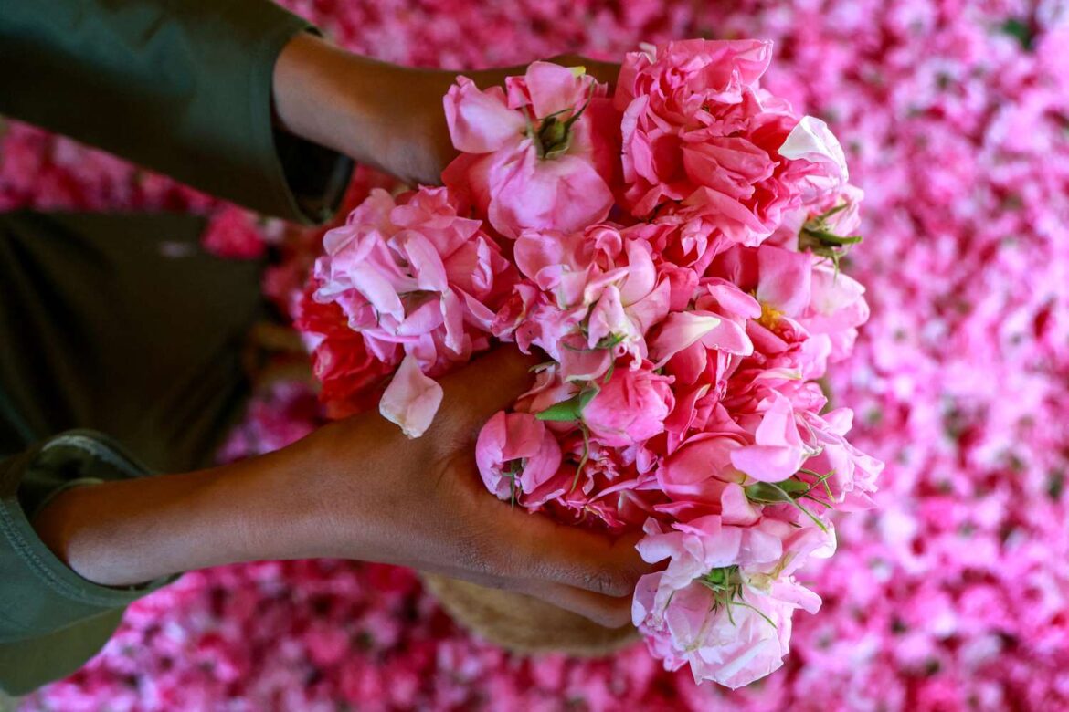What Is Rosewater? A Guide to This Aromatic Ingredient
