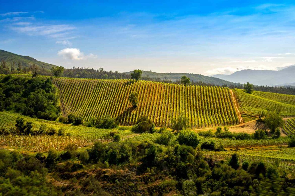Learn About the Wines of Chile