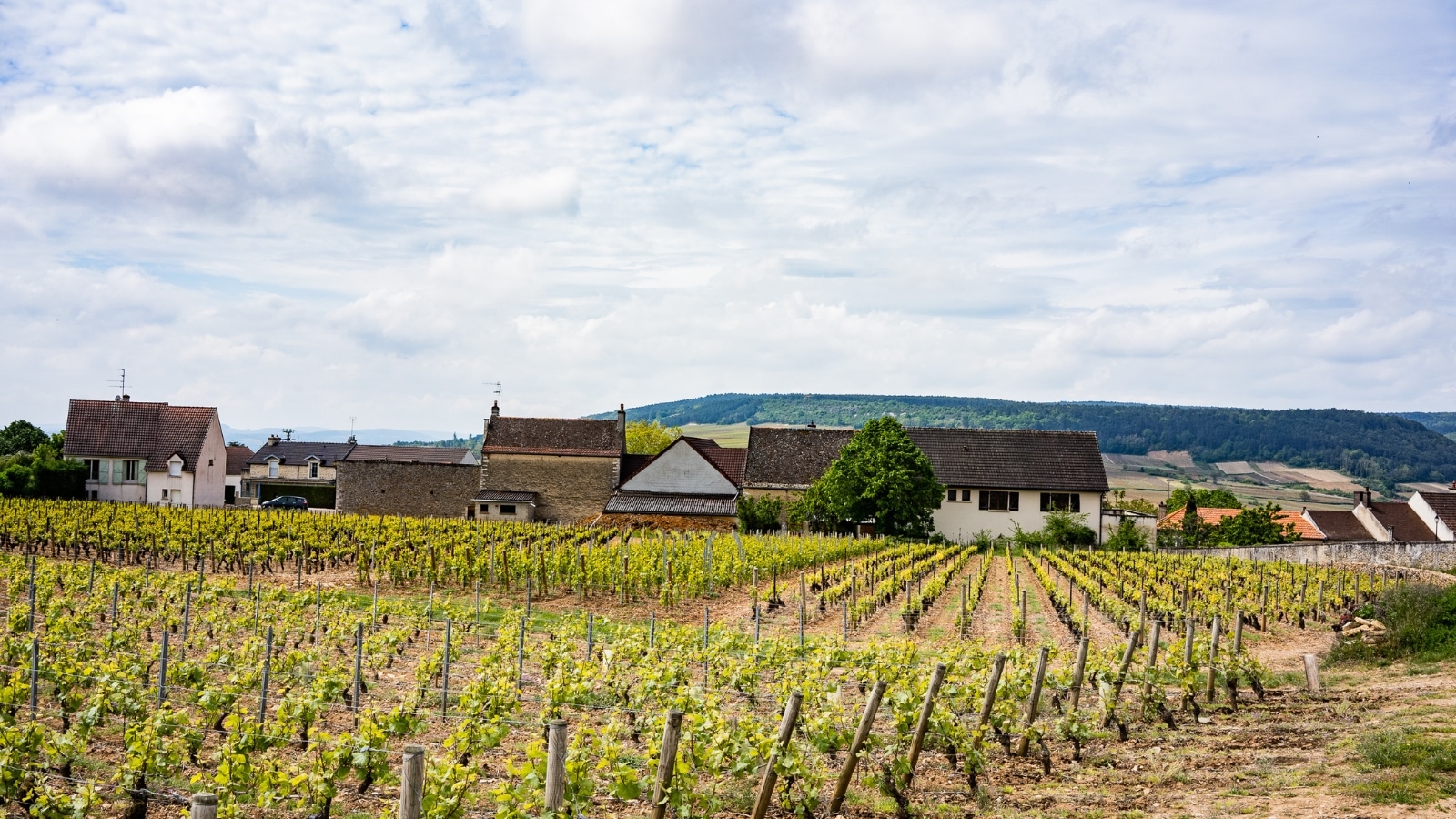 A photograph depicting a vineyard field in Beaune, France, with an urban area visible in the background. The image captures neatly arranged rows of grapevines extending across the landscape.