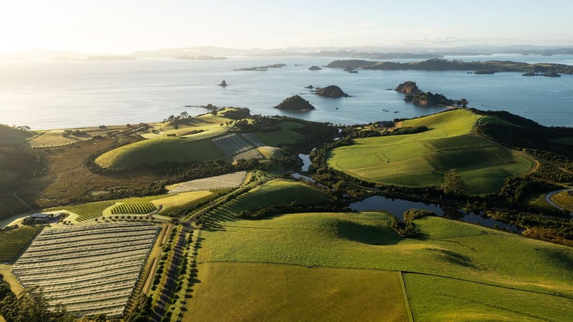 An Expert Guide To New Zealand’s Wine Regions
